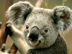 Repaired Koala